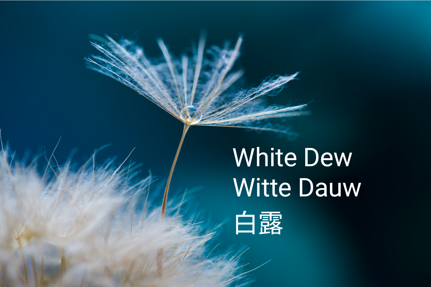 白露 Bai lu "Witte Dauw" 白露 Bai lu "Witte Dauw"