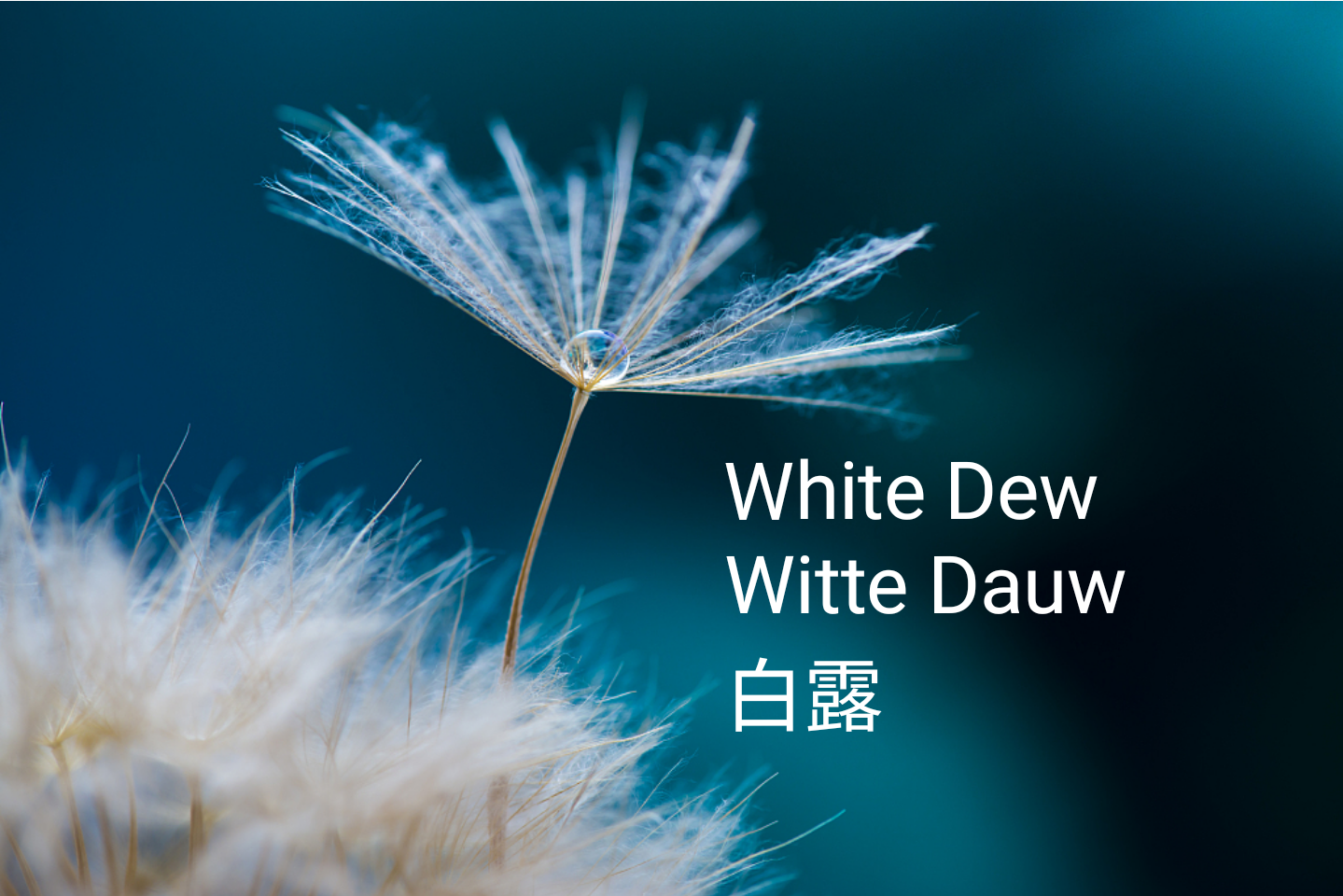 白露 Bai lu "Witte Dauw"